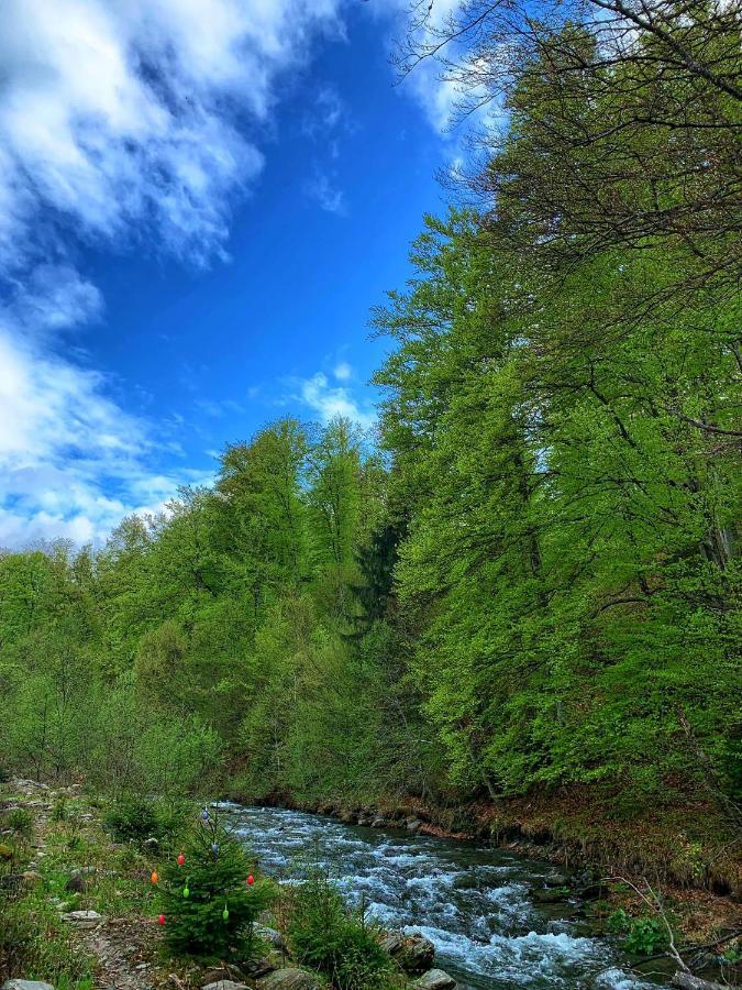 Pensiunea Pastravul Hotell Cîrţişoara Exteriör bild