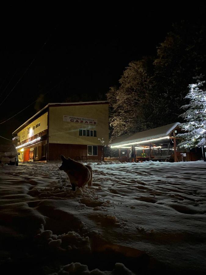 Pensiunea Pastravul Hotell Cîrţişoara Exteriör bild